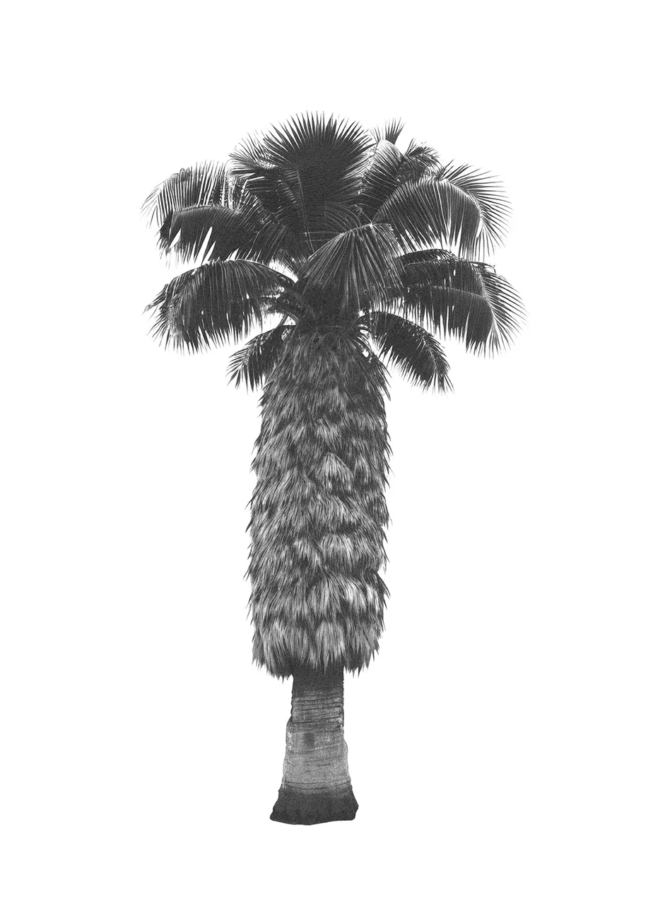 Generated Palm Tree 01