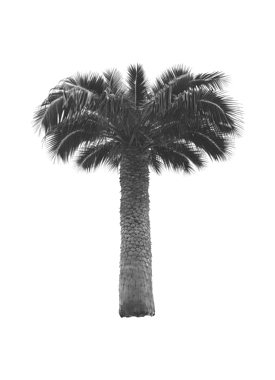 Generated Palm Tree 03