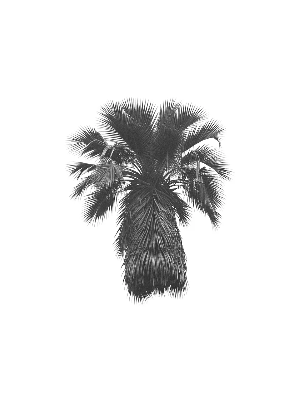 Generated Palm Tree 13