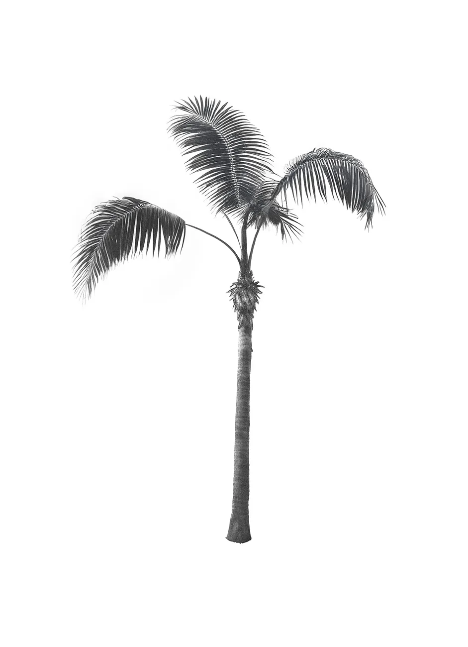 Generated Palm Tree 14